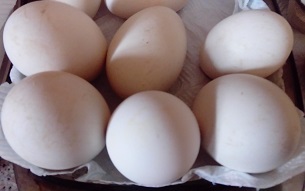 Goose eggs