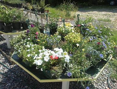 Table of plants